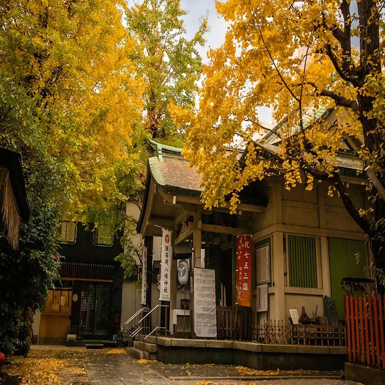 秋の神社境内と黄色く色づいた木々